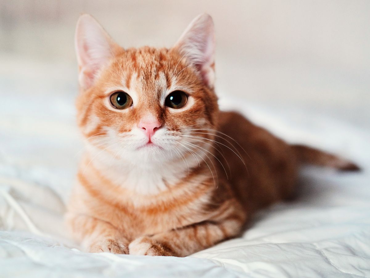[Image: beautiful-smooth-haired-red-cat-lies-on-...488026.jpg]